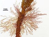 1 - Tallo epifita su Cystoseira amentacea var. stricta